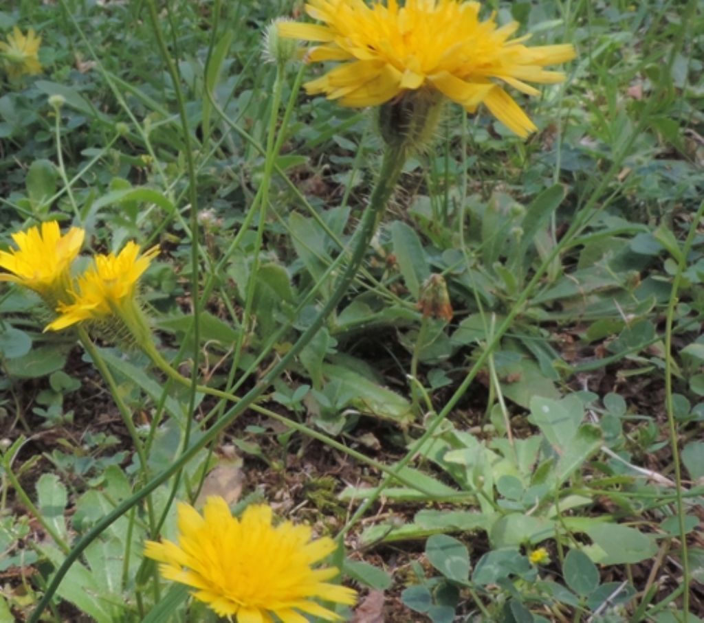 Asteracea:  Hypochaeris achyrophorus